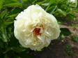 Blanc Rose