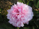 Madame de Vatry